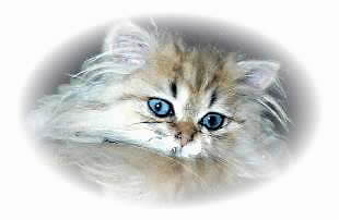 un chat