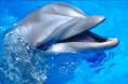 les dauphins